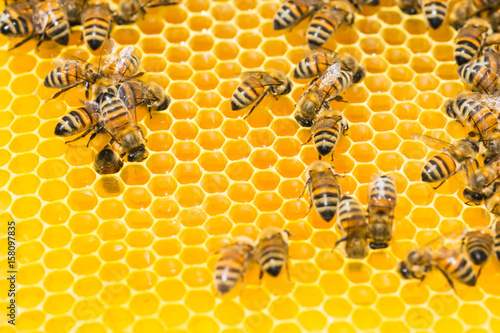 Fototapeta Naklejka Na Ścianę i Meble -  closeup of bees on honeycomb in apiary - selective focus.