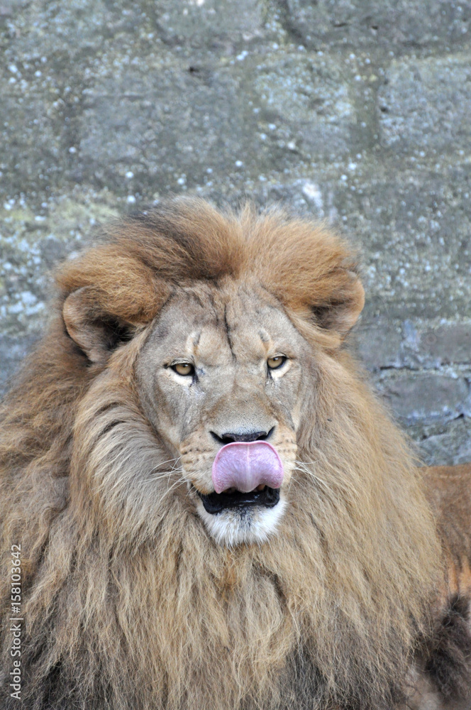 Hungry lion yawns and look at prey Hungry lion yawns and look at prey