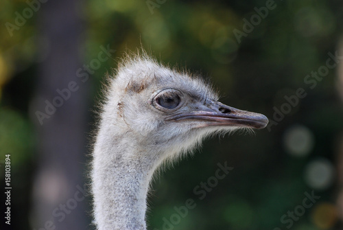 The Ostrich or Common Ostrich  bird head and neck