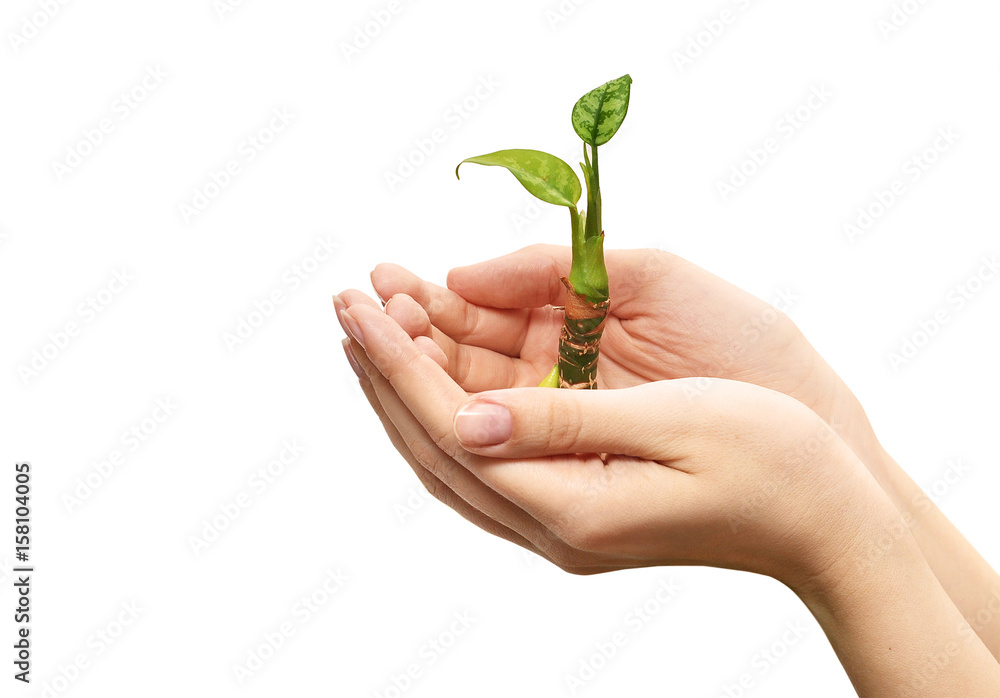 Green sprout plants in the hands of a young woman on white background Green sprout plants in the hands of a young woman on white background