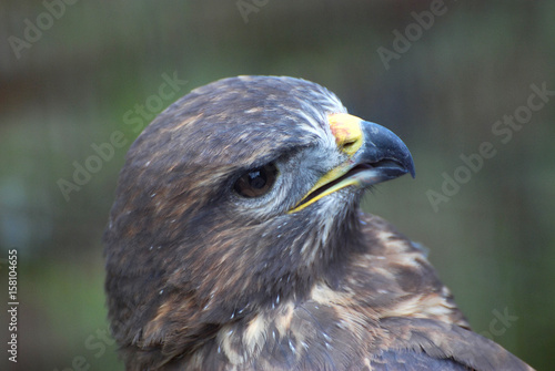 Bird of prey, Common buzzard, Buteo Buteo. Head of small falcon
