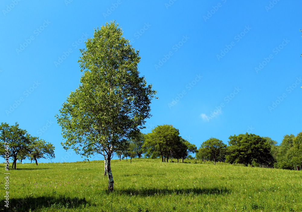 Isolated trees on a mountain slope against blue sky