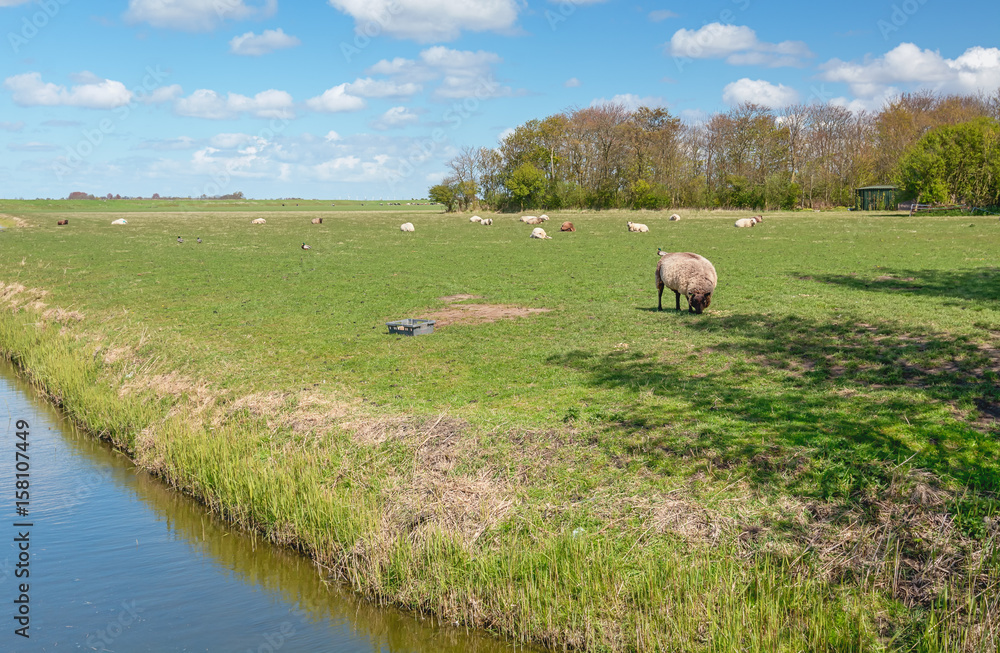 Grazing sheeps in the meadow of the polder. Grazing sheeps in the meadow of the polder.