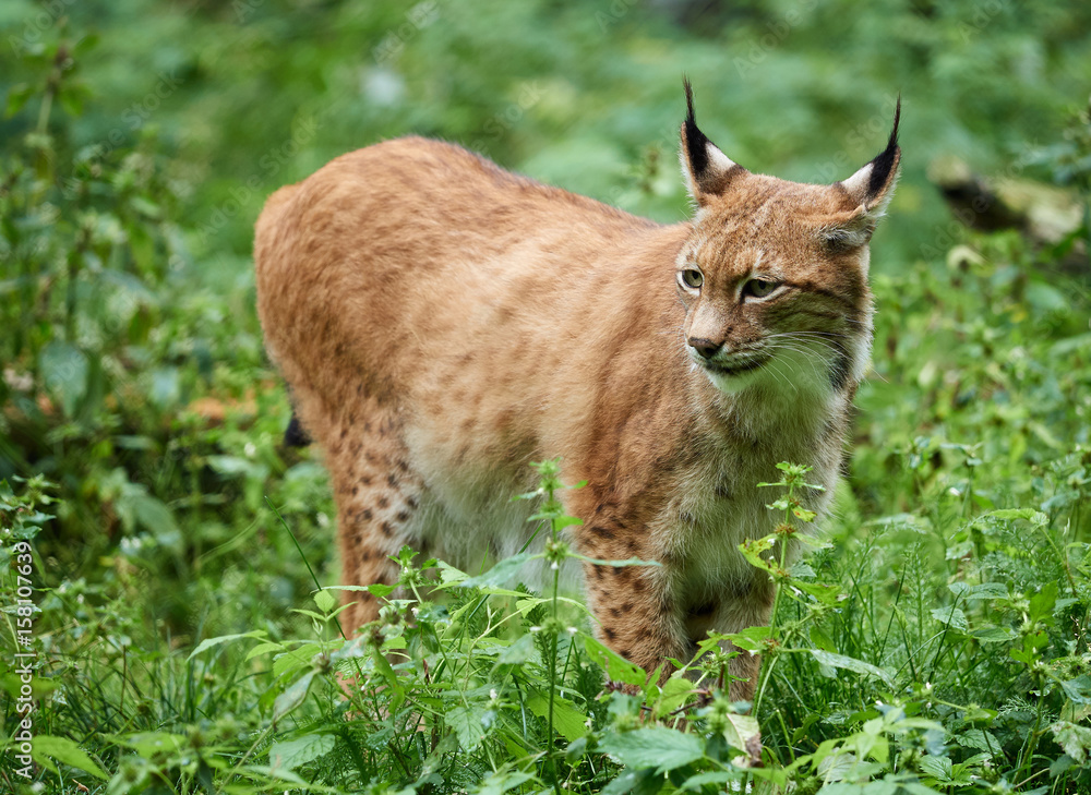 Obraz premium Cautious lynx standing in the grass on meadow in summer