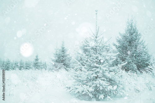 Wallpaper Mural Christmas landscape with young fir trees and snow in a field Torontodigital.ca