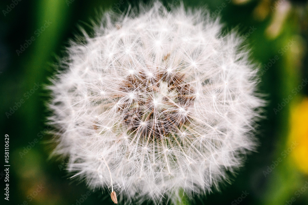 Obraz premium Close-up of white dandelion