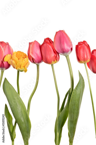 Isolated tulips on a white background