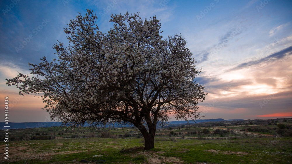 Blossoming almond at sunset. Evening landscape Cyprus Blossoming almond at sunset. Evening landscape Cyprus