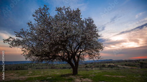 Blossoming almond at sunset. Evening landscape Cyprus