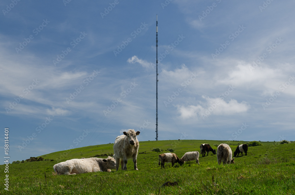 Fototapeta premium Caradon Cattle