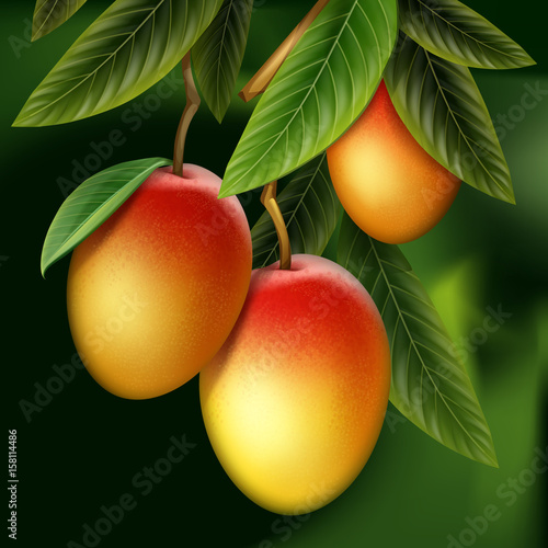 Mango on branch