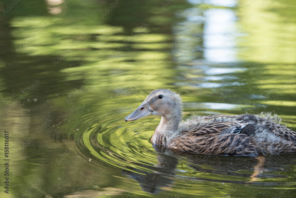 Fototapeta premium ducks on the pond