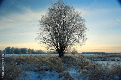 tree in a field in winter