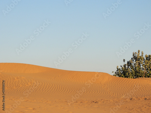 busch in der wüste