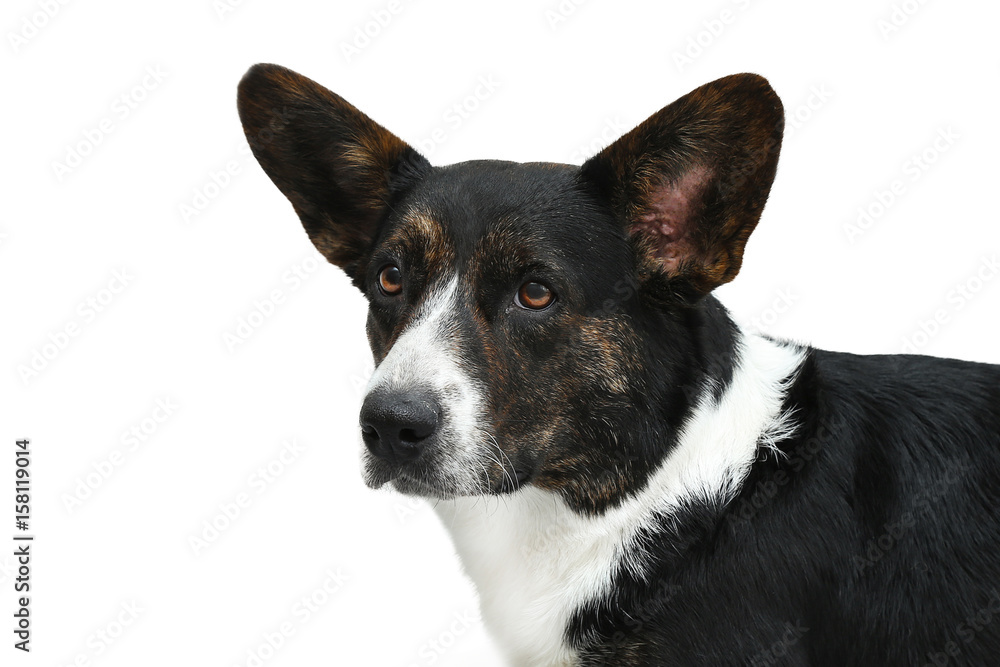 Welsh Corgi cardigan isolated on a white background. concept Pets.