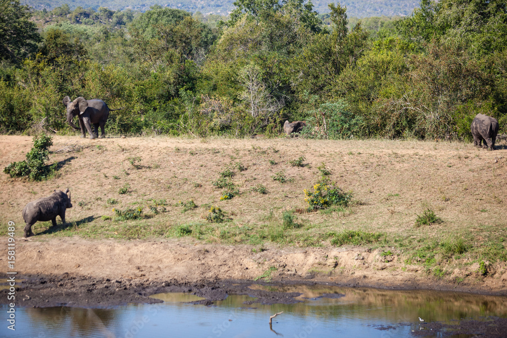 Animals at a waterhole, Kruger Park, South Africa. Animals at a waterhole, Kruger Park, South Africa.