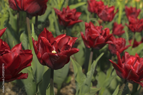 Red tulip2