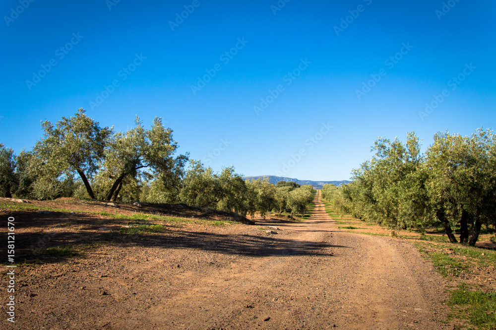 Andalusian landscape with olive trees in Spain on a day in spring
