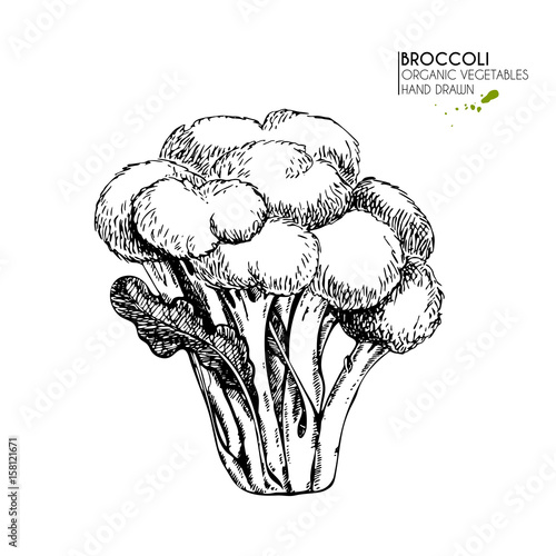Vector hand drawn set of farm vegetables. Isolated broccoli cabbage. Engraved art. Organic sketched vegetarian objects.