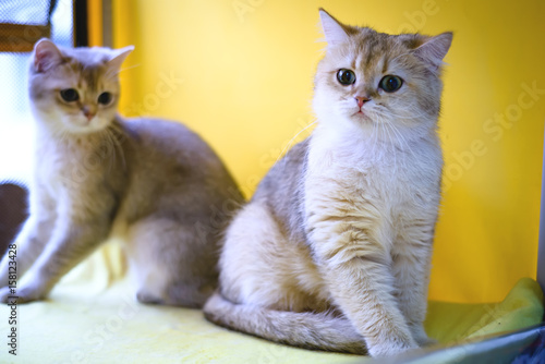 Fotografie Cat of the breed Burmilla Shorthair
