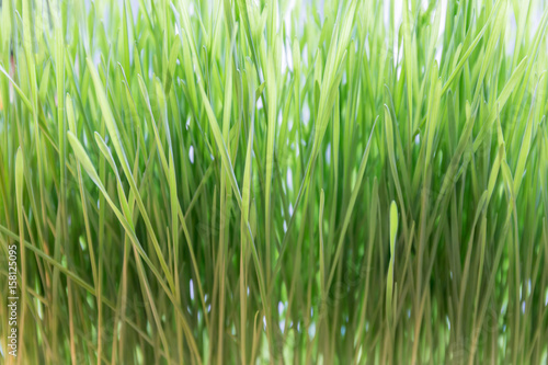 Macro view of fresh and young green wheat grass, natural texture concept.