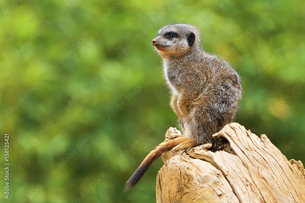 Fototapeta premium The meerkat or suricate (Suricata suricatta) is a small carnivoran belonging to the mongoose family (Herpestidae). It is the only member of the genus Suricata.