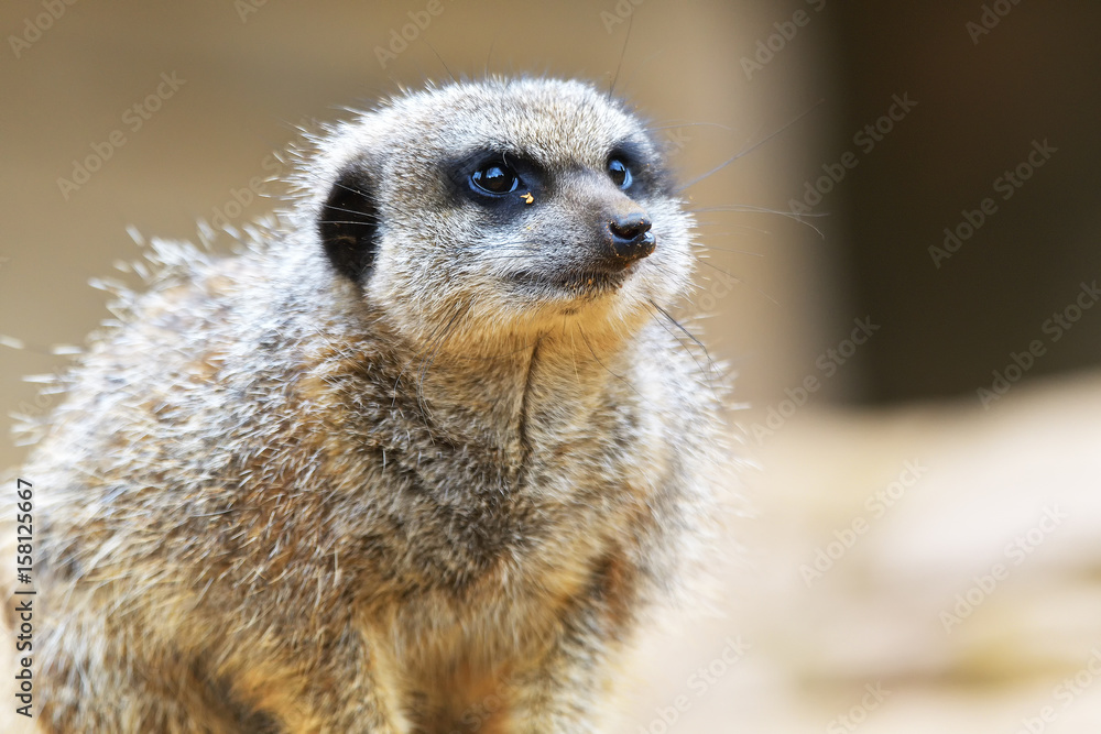 Fototapeta premium The meerkat or suricate (Suricata suricatta) is a small carnivoran belonging to the mongoose family (Herpestidae). It is the only member of the genus Suricata.
