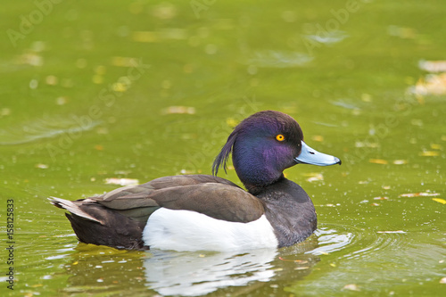 duck in natural habitat (aythya fuligula)