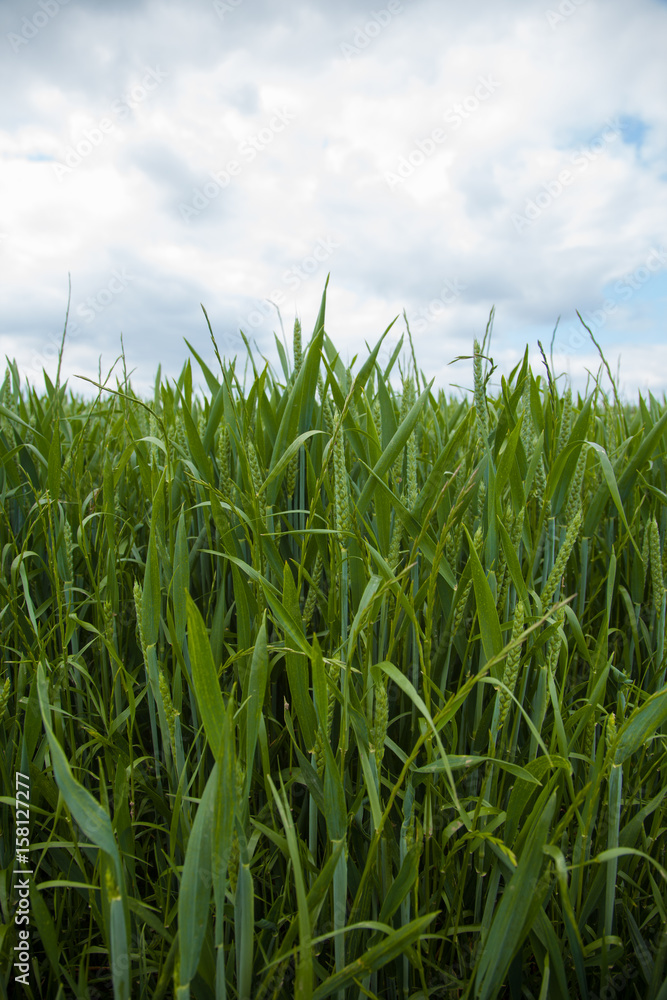 A young wheat field still green in the French countryside A young wheat field still green in the French countryside