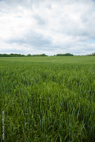 A young wheat field still green in the French countryside