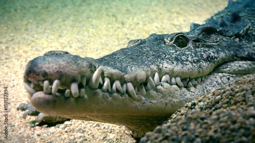 Wallpaper Mural Close up shot of crocodile head Torontodigital.ca