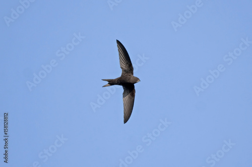 Swift flight. Common Swift (Apus apus)