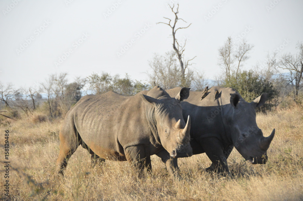 Rhinocéros dans le Parc Kruger Rhinocéros dans le Parc Kruger