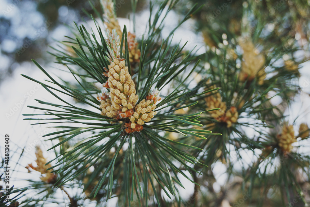 Young pine cones on a tree in a forest. Young pine cones on a tree in a forest.