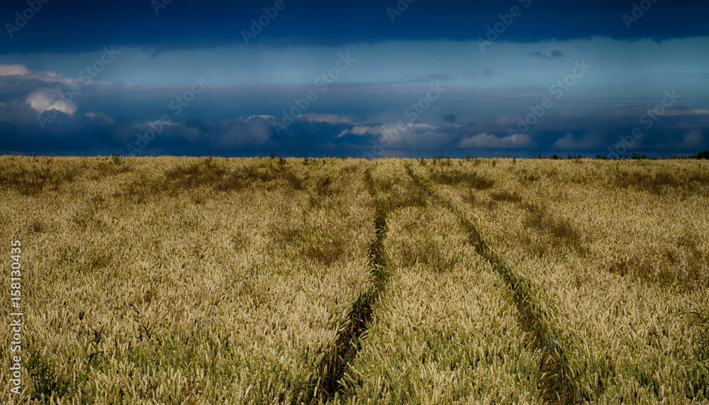 Field of corn and sky 2