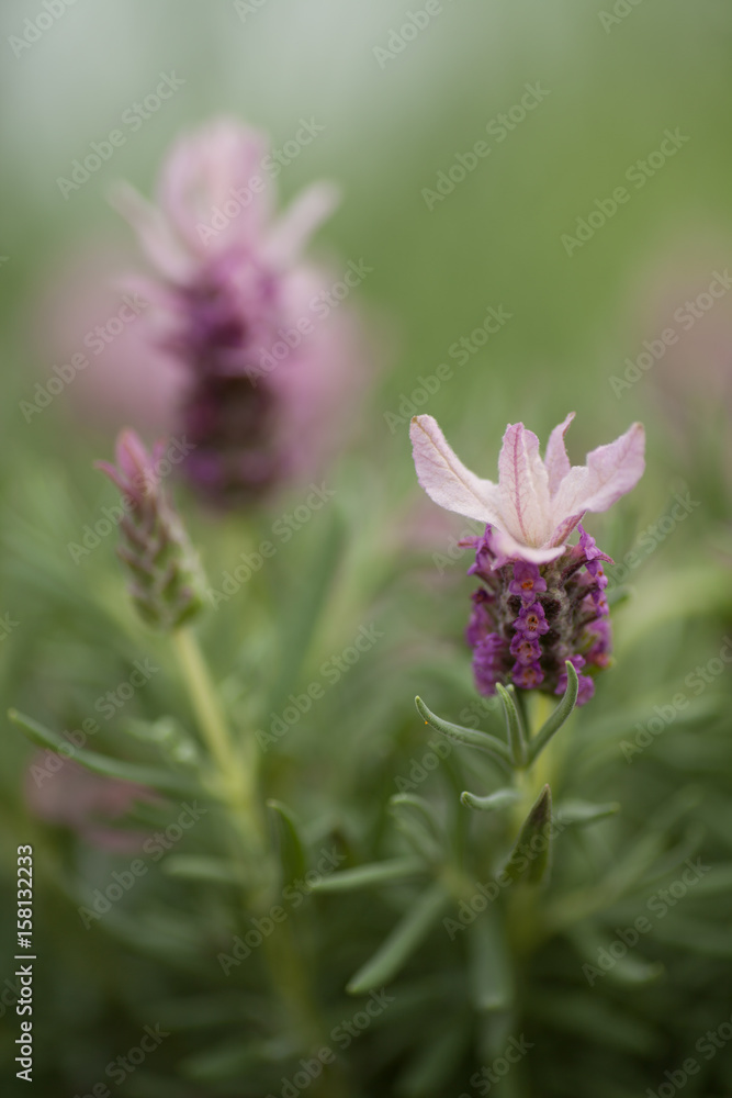 Fototapeta premium Lavandula Ruffles Strawberry. Large Pink Flower