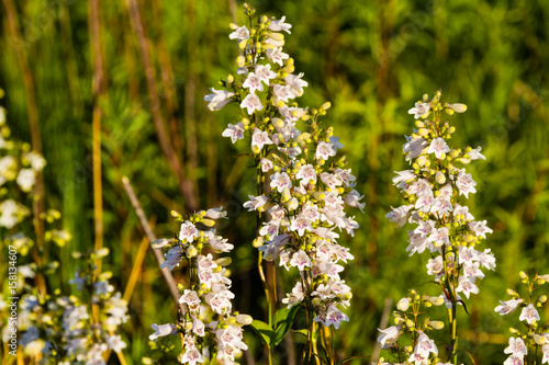 weed or wildflower, who really cares. Not I.