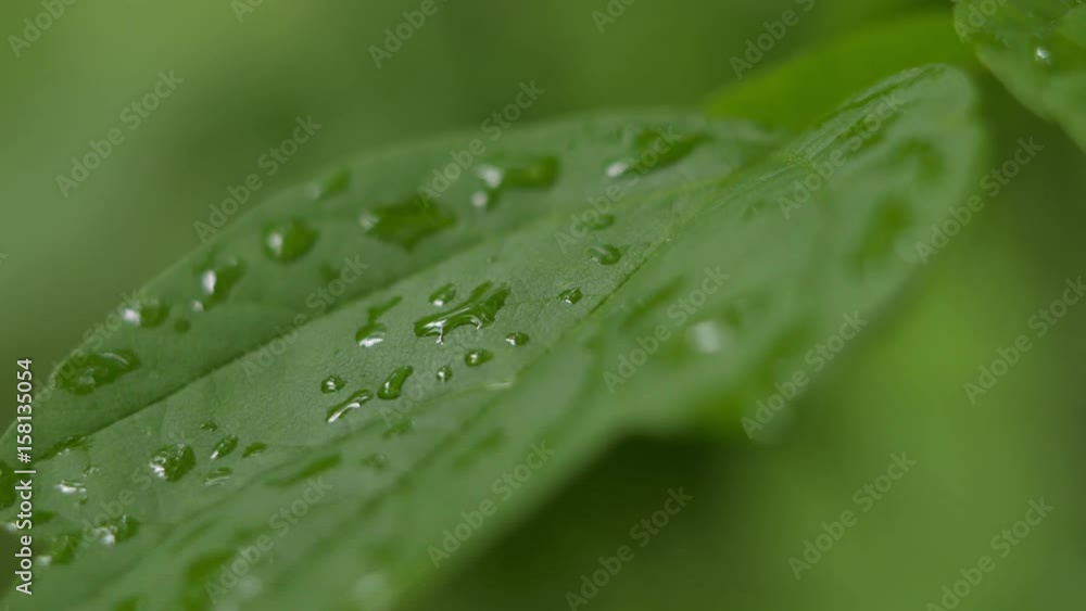 A Drop Of Rain On The Leaves Of The Tree A Drop Of Rain On The Leaves Of The Tree