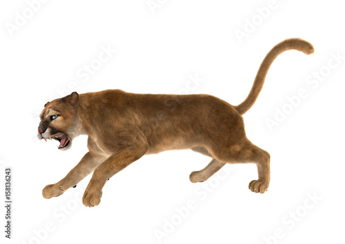 3D Rendering Big Cat Puma on White