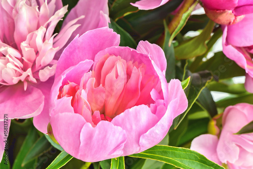 Peony flowers bouquet. Springtime fresh natural composition