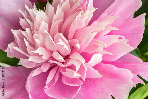 Peony flowers bouquet. Springtime fresh natural composition