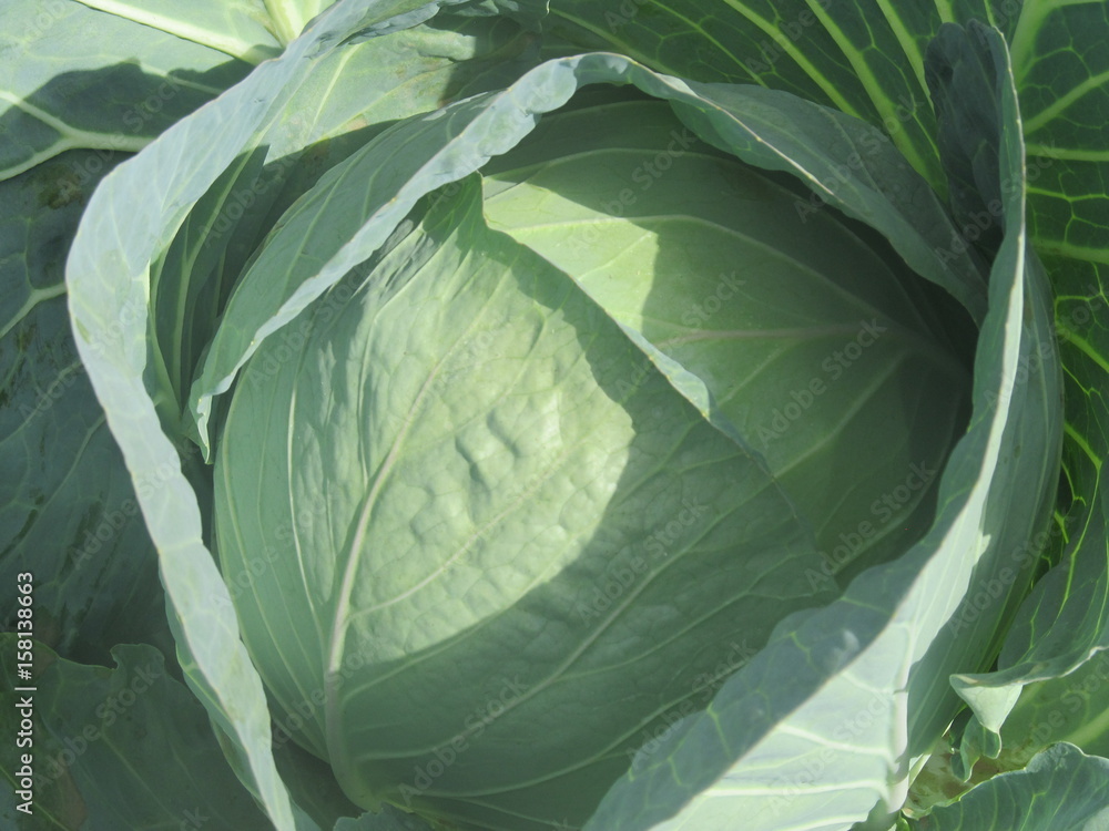 Fototapeta premium Organic cabbage, Kenya farm produce