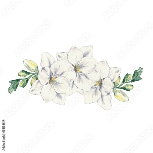 Freesia flower 4 . Watercolor painting. Hand drawing. Template for design of wedding cards  invitations  posters.