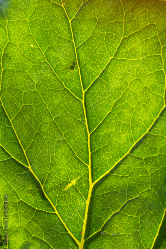 Green leaf with veins