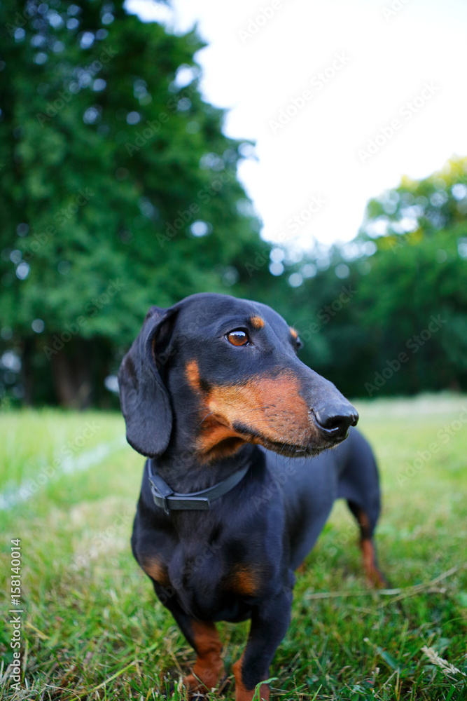 Portrait of black and red dachshund among the summer nature