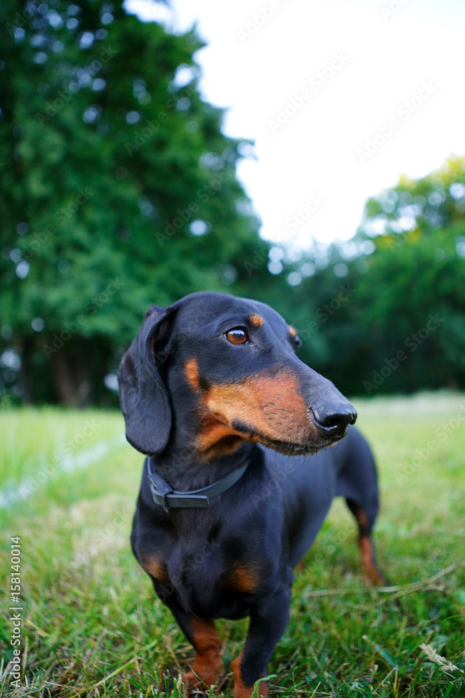 Portrait of black and red dachshund among the summer nature Portrait of black and red dachshund among the summer nature