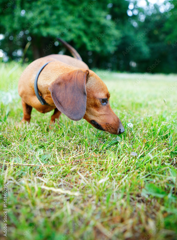 Red smooth-haired dachshund sniffing green grass Red smooth-haired dachshund sniffing green grass