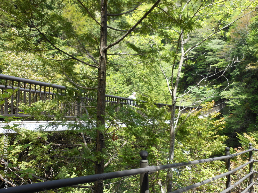 Obraz premium A suspension bridge in the forest 