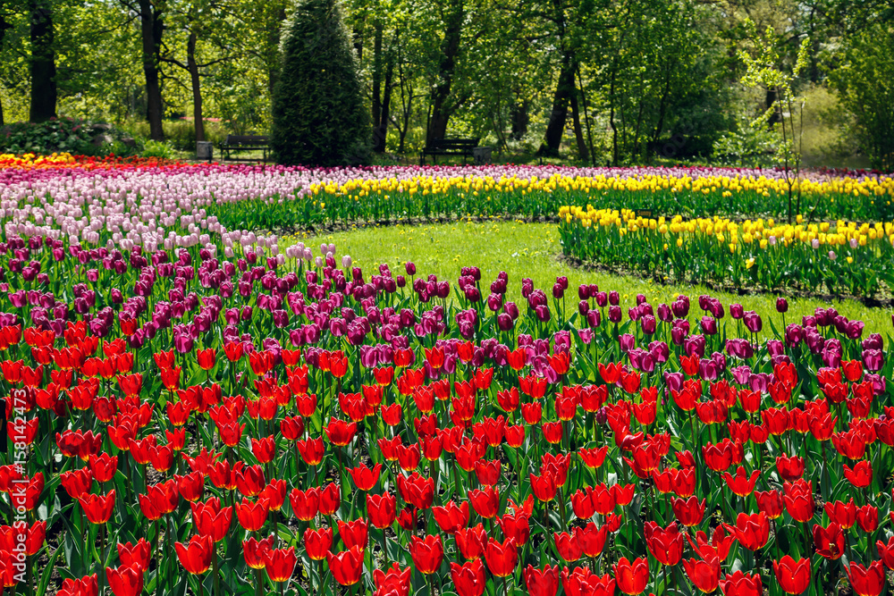 Amazing blooming tulips in the spring city park. Amazing blooming tulips in the spring city park.