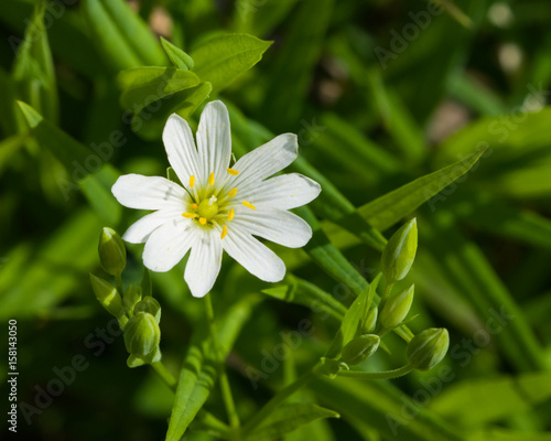 Flower Greater stitchwort or Stellaria holostea with bokeh background, macro, selective focus, shallow DOF